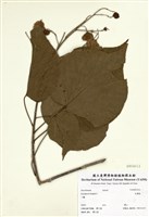 藏品(克蘭樹)的圖片